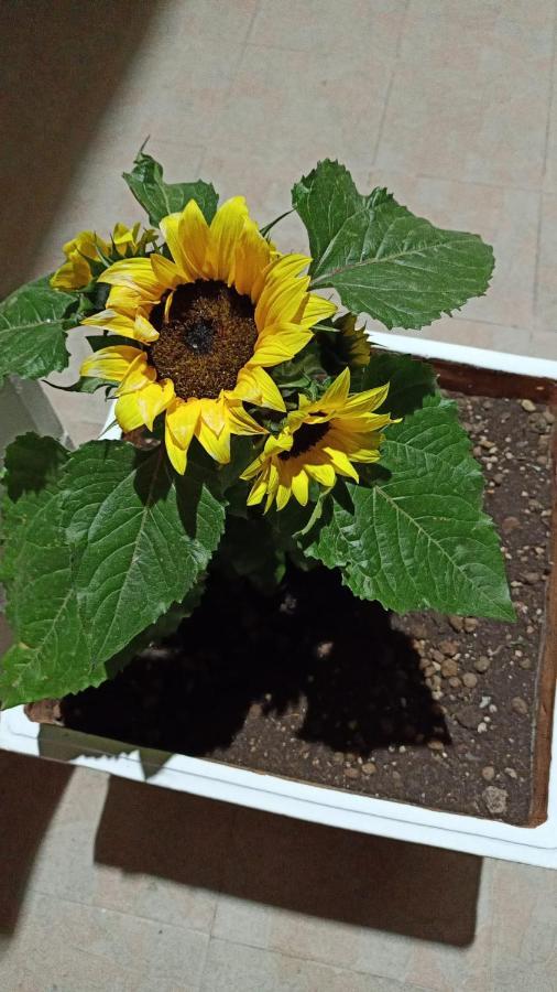 Frühstückspension I Girasoli Srls Bari
